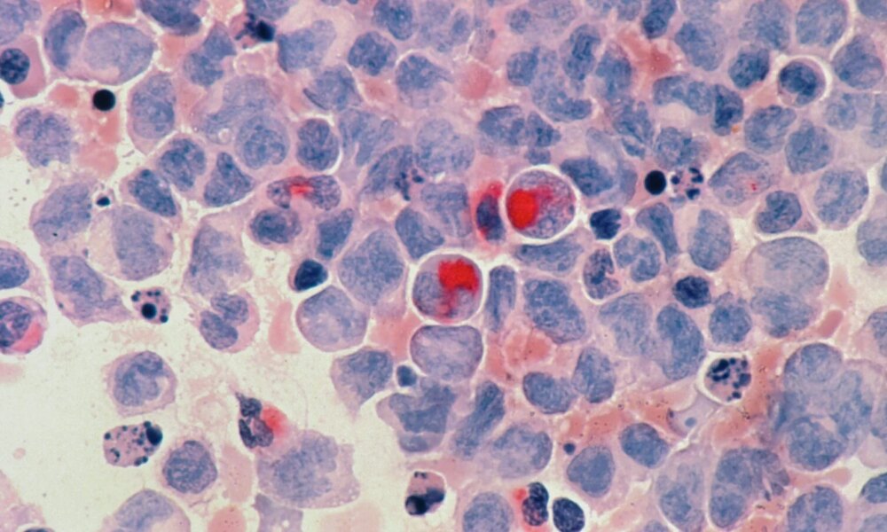 Nos cellules fonctionnent comme des micro-batteries, révèle une étude récente